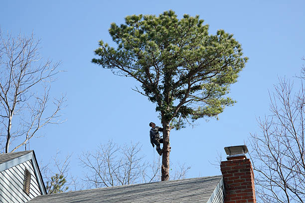 Professional Tree Removal Services in Northbrook, IL